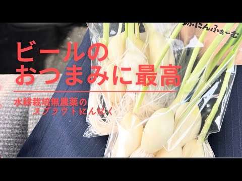 おつまみに最高#にんにく#水耕栽培#スプラウト#おつまみ #おつまみレシピ