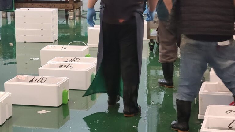 活け〆神経締めアコウ、スズキ 市場ルーティン 魚屋JAPAN がライブ配信中!