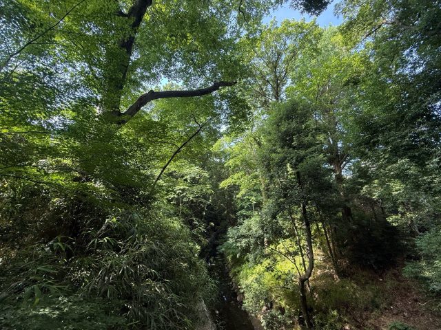 NEW 
 BLOG 
 6/28                                (土) 
 【等々力】渓谷の緑を眺めながら絶品コーヒーで爽やかモーニング@PEAK【vol.541】
 東京ソトアサごはん会102