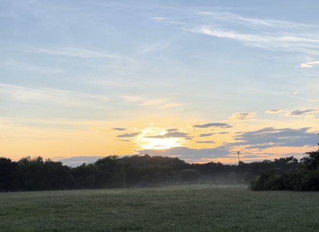 公園の朝の景色