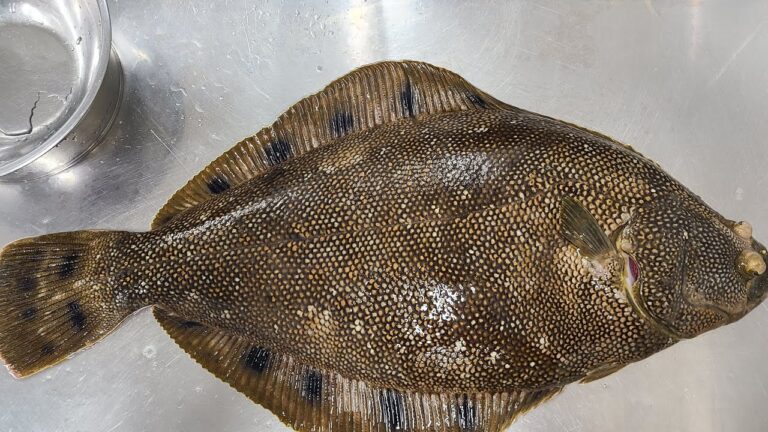 幻の高級魚!星カレイ知ってる?魚屋JAPAN がライブ配信中!