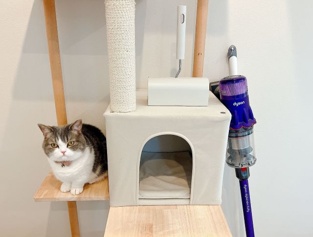 猫と掃除グッズ