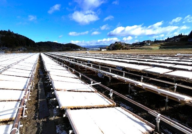 寒天（てんぐさ）