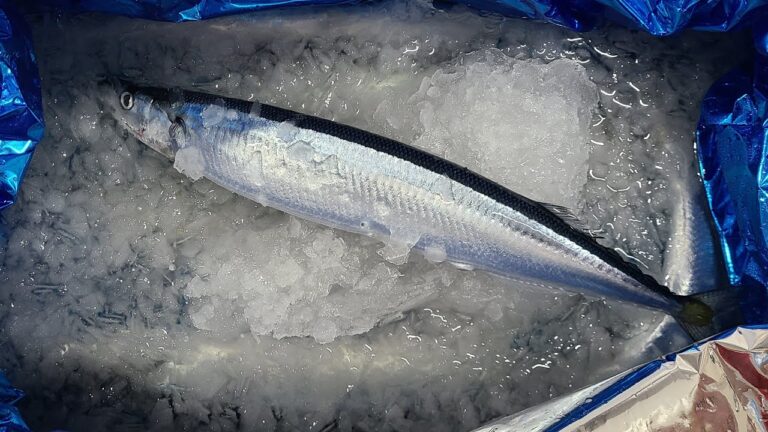 サンマも入荷はじまったよー!でもサンマは登場しないけど魚屋JAPAN がライブ配信中!