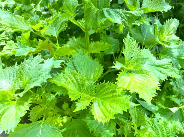 シソ（大葉）
