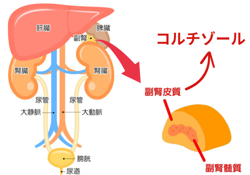 副腎とコルチゾール