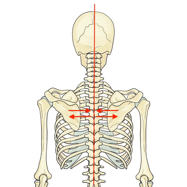 NEW
BLOG
9/25 (木)
姿勢の乱れや肩こりを改善!「肩甲骨まわり」をほぐすピラティス
ピラティスインストラクター 澤田みのり13 背中側の骨格イラスト