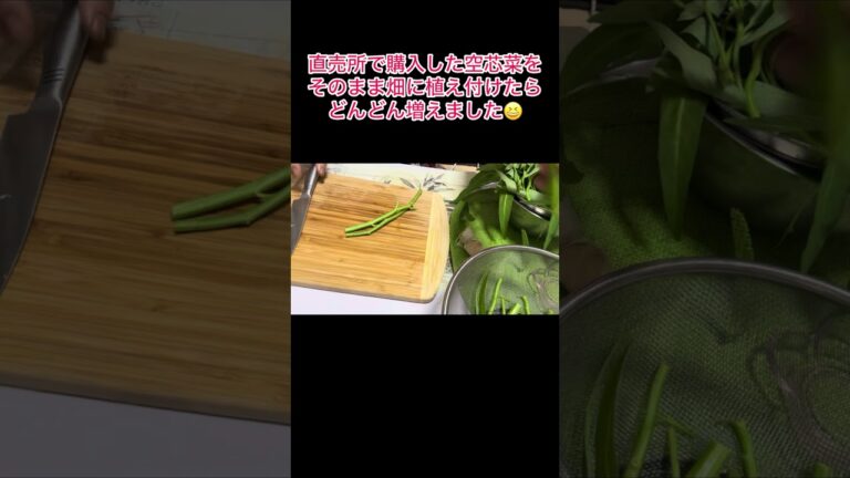 夏のあっさり、スタミナ野菜料理❣️#ニンニク#空芯菜#スタミナ料理#簡単#家庭菜園