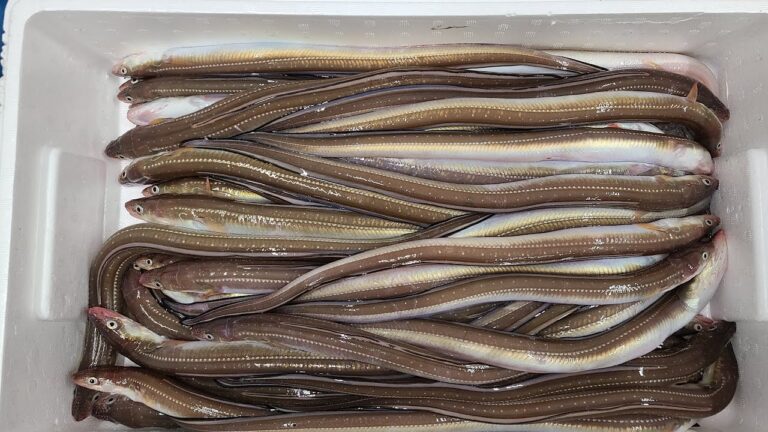 穴子開きまーす 魚屋JAPAN がライブ配信中!