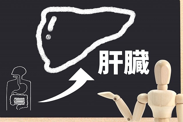 肝ぞうイラスト