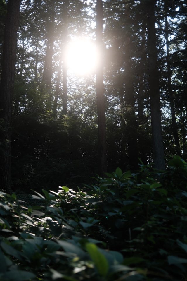 NEW
BLOG
9/11 (木)
抜け毛が気になる秋に◎美容師おすすめのケア方法
ヘアメイク 森本英梨13 森の中