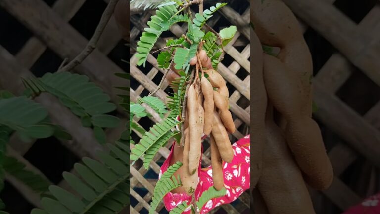 Emile chiku chhat (tetul mix) #shorts #trending #food #emily #recipe #viralshort Emile chiku chhat (tetul mix) #shorts #trending #food #emily #recipe #viralshort