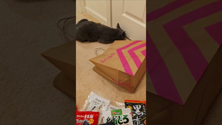 アメリカのダイソー買った日本食品【芽ひじきの下処理・調理方法もついでに解説☺️】How to cook Hijiki seaweed. My Fav Foods from DAISO. アメリカのダイソー買った日本食品【芽ひじきの下処理・調理方法もついでに解説☺️】How to cook Hijiki seaweed. My Fav Foods from DAISO.