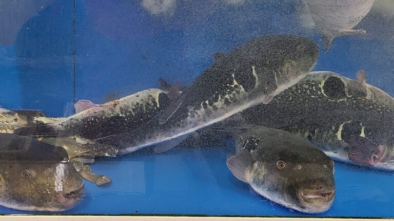 クエ、とらふぐ 魚屋JAPAN がライブ配信中!