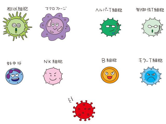 免疫細胞　制御性T細胞