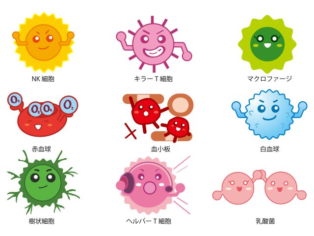 免疫細胞　T細胞　B細胞
