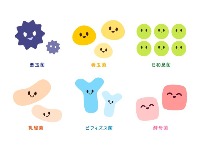 腸活のための腸内細菌