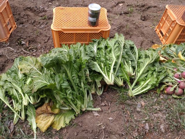 雲仙こぶ高菜