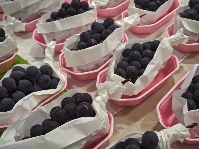 NEW
10/16 (木)
なんとなく不調にサヨナラ!今日からできる「秋の養生」3選
朝時間.jp編集部7 ぶどう