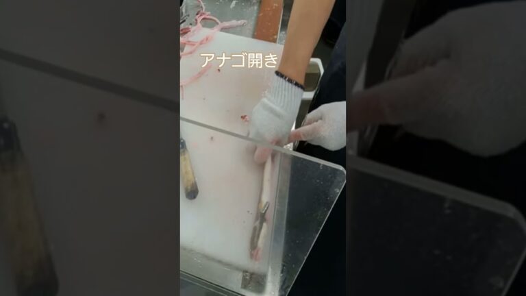 アナゴ開き #fish