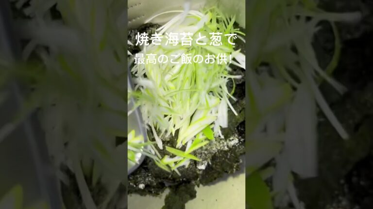 焼き海苔と葱で簡単、美味しいご飯のお供!#海苔#ネギ#ご飯#おうちごはん#夕暮れシェフ#簡単晩ごはん#晩ごはん #夕食#簡単レシピ#簡単おかず#時短レシピ#お弁当 #おつまみ#かんたんおつまみ 焼き海苔と葱で簡単、美味しいご飯のお供!#海苔#ネギ#ご飯#おうちごはん#夕暮れシェフ#簡単晩ごはん#晩ごはん #夕食#簡単レシピ#簡単おかず#時短レシピ#お弁当 #おつまみ#かんたんおつまみ
