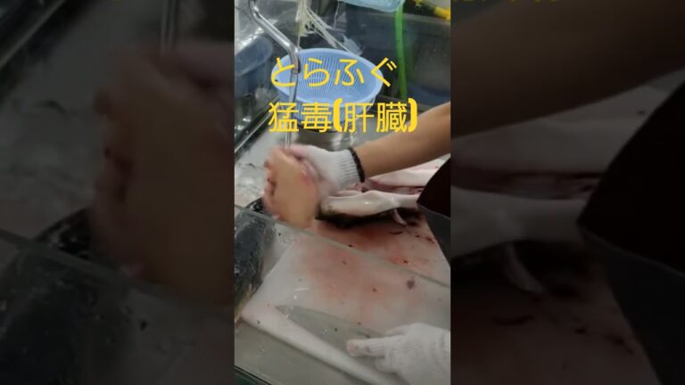 とらふぐ猛毒(肝臓)処理 #fish #とらふぐ